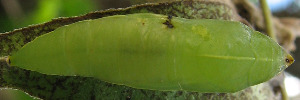 Pupae Top of White Migrant - Catopsilia pyranthe crokera